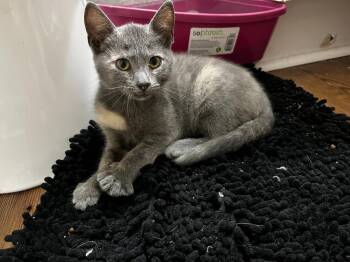 Beignet26 -  Domestic Short Hair Cat for Adoption in Youngsville, North Carolina - Beignet26 | PetCurious