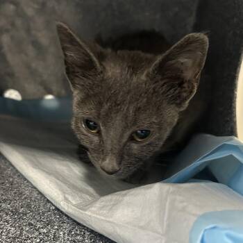 Vida -  Domestic Short Hair Cat for Adoption in Greenville, South Carolina - Vida | PetCurious