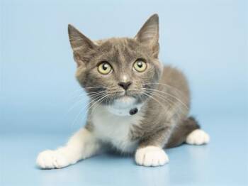 LEFTY -  Domestic Short Hair Cat for Adoption in Phoenix, Arizona - LEFTY | PetCurious
