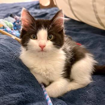 Rescue Domestic Medium Hair Cats for Adoption in Chino Hills, California - Sora C000-642 - Costa Mesa Location | PetCurious
