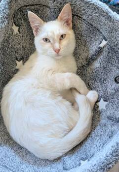 Hugo -  Siamese Cat for Adoption in Sioux Falls, South Dakota - Hugo | PetCurious