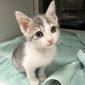 Bonnie Bennett -  Domestic Short Hair Cat for Adoption in Birmingham, Alabama - Bonnie Bennett | PetCurious