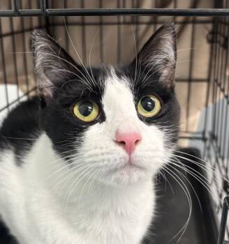 Cookies N Cream -  Domestic Short Hair Cat for Adoption - Cookies N Cream | PetCurious