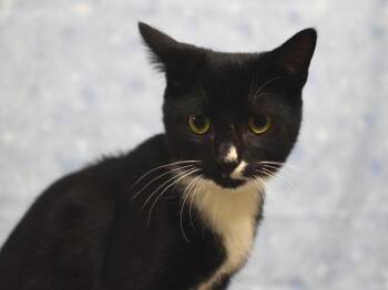 Louie -  Domestic Short Hair Cat for Adoption in Portland, Oregon - Louie | PetCurious