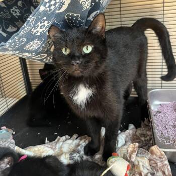 Domestic Short Hair Cats Available for Adoption in Medina, Ohio - Snowbell | PetCurious