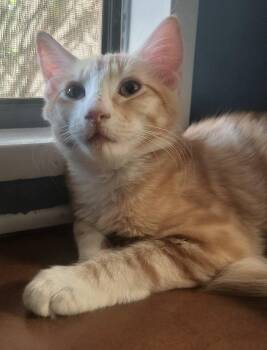 Orange Julius -  Domestic Medium Hair Cat for Adoption in Chandler, Arizona - Orange Julius | PetCurious