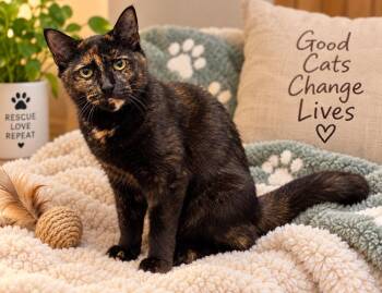 Cerci -  Domestic Short Hair Cat for Adoption in Hudson, New Hampshire - Cerci | PetCurious
