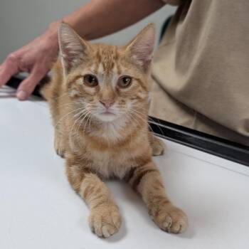 Solomon -  Domestic Short Hair Cat for Adoption in Canton, Illinois - Solomon | PetCurious
