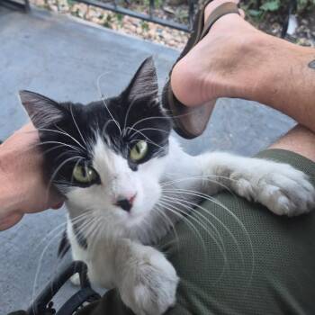 Gizmo -  Domestic Short Hair Cat for Adoption in Denver, Colorado - Gizmo | PetCurious