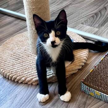 Roulette -  Domestic Short Hair Cat for Adoption in Charlotte, North Carolina - Roulette | PetCurious