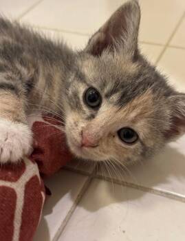 Landlubber -  Dilute Calico and Tabby Cat for Adoption in Columbia, South Carolina - Landlubber | PetCurious