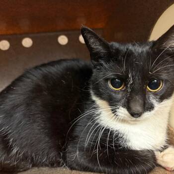Yaya -  Domestic Short Hair Cat Available for Adoption in Birmingham, Alabama - Yaya | PetCurious