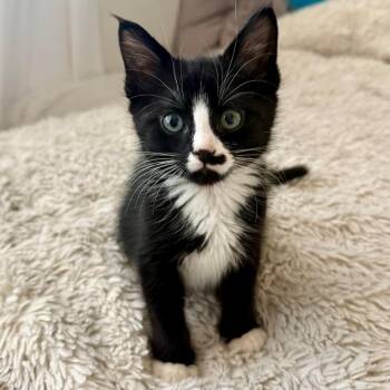 Jackie Van Byssum -  Domestic Medium Hair and Tuxedo Cat for Adoption in Morrison, Colorado - Jackie Van Byssum | PetCurious