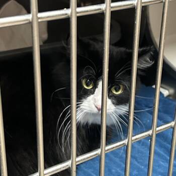 Grace - Adoptable Barn Cat -  Domestic Long Hair Cat for Adoption in Flagstaff, Arizona - Grace - Adoptable Barn Cat | PetCurious