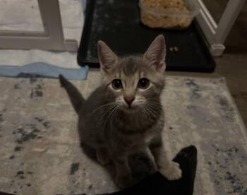 Domestic Short Hair Cats Available for Adoption in Charlotte, North Carolina - ASHLEY | PetCurious
