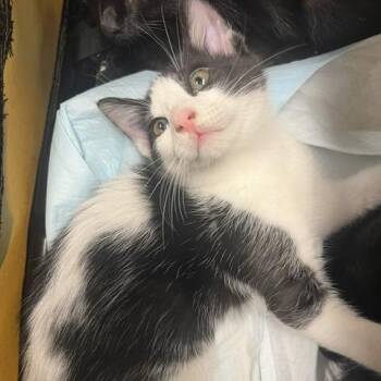 Mushu -  Domestic Short Hair Cat for Adoption in Lake Panasoffkee, Florida - Mushu | PetCurious