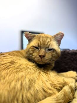 Rescue Domestic Short Hair Cats for Adoption in Pekin, Illinois - Tom | PetCurious