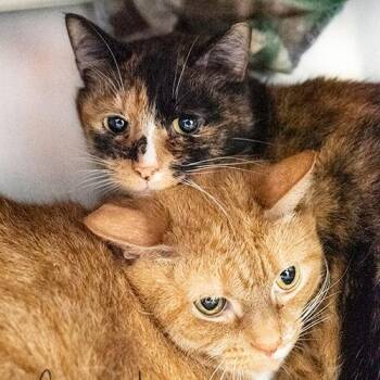 Pooh -  Domestic Short Hair Cat for Adoption in Brockton, Massachusetts - Pooh | PetCurious