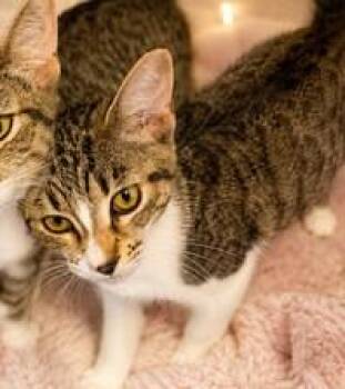 Fiji -  Domestic Short Hair Cat for Adoption in Aylett, Virginia - Fiji | PetCurious