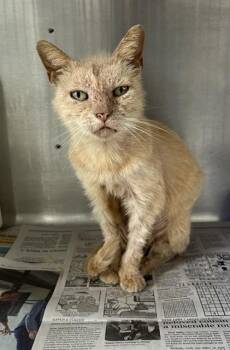 Domestic Short Hair Cats Available for Adoption in Corpus Christi, Texas - IRIS | PetCurious