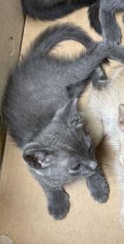 If4 -  Domestic Short Hair Cat for Adoption in Lawrenceville, Georgia - If4 | PetCurious