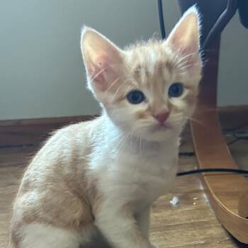 Rogaine -  Domestic Short Hair Cat for Adoption in Dekalb, Illinois - Rogaine | PetCurious