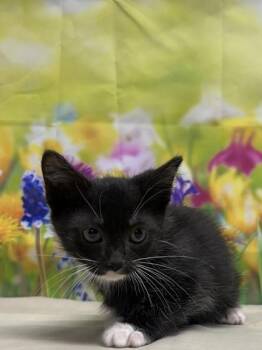 Domestic Short Hair Cats Available for Adoption in San Antonio, Texas - Conundrum | PetCurious