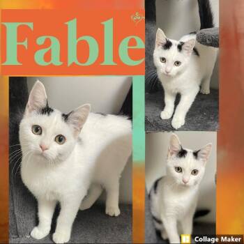 Fable -  Domestic Short Hair Cat for Adoption in Clearfield, Pennsylvania - Fable | PetCurious