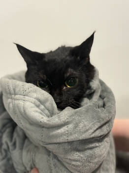 Rescue Domestic Medium Hair Cats for Adoption in Spokane, Washington - Seeking Barn Placement Clara | PetCurious