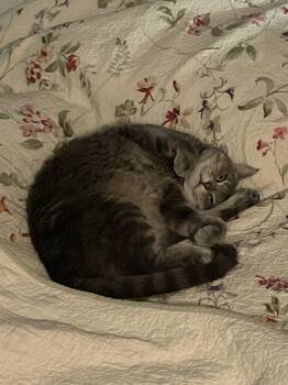 Domestic Short Hair Cats Available for Adoption in Harrisburg, Pennsylvania - Rosie - Visit Me At Mechanicburg Petco | PetCurious