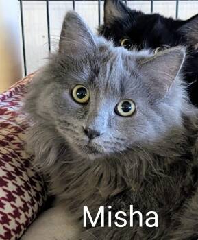 Rescue Domestic Long Hair Cats for Adoption in Colfax, Iowa - Misha | PetCurious
