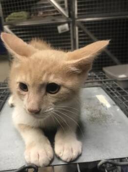 A431850 -  Domestic Short Hair Cat for Adoption in Conroe, Texas - A431850 | PetCurious