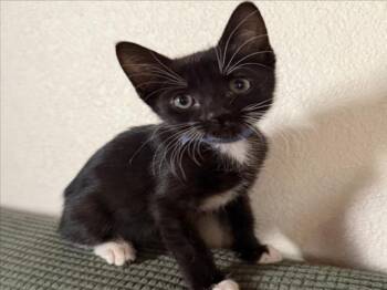 SUGAR (*BLUE) -  Domestic Short Hair Cat for Adoption in Woodland, California - SUGAR (*BLUE) | PetCurious