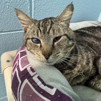 Tater Tot -  Domestic Short Hair Cat Available for Adoption in Mebane, North Carolina - Tater Tot | PetCurious