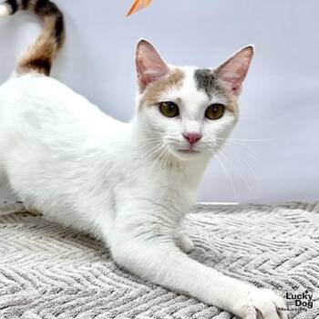 Domestic Short Hair Cats Available for Adoption in Washington, District Of Columbia - Hensley | PetCurious