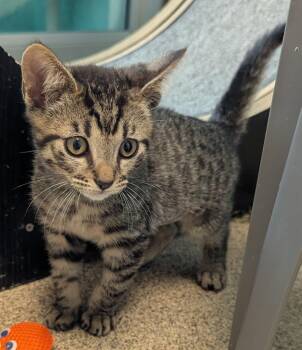 Domestic Short Hair Cats Available for Adoption in Cape Coral, Florida - Dinosaur | PetCurious