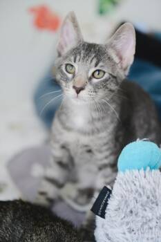 Sora -  Domestic Short Hair Cat for Adoption in Honolulu, Hawaii - Sora | PetCurious
