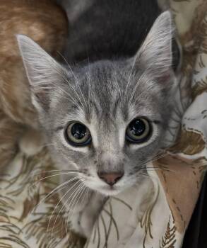 Rescue Domestic Short Hair Cats for Adoption in Richland Center, Wisconsin - Obi | PetCurious