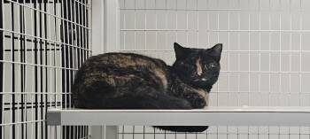 Tortoiseshell Cats Available for Adoption in Claremont, New Hampshire - Tora | PetCurious
