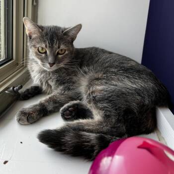 Domestic Short Hair Cats Available for Adoption in Mankato, Minnesota - Reeah Belle | PetCurious