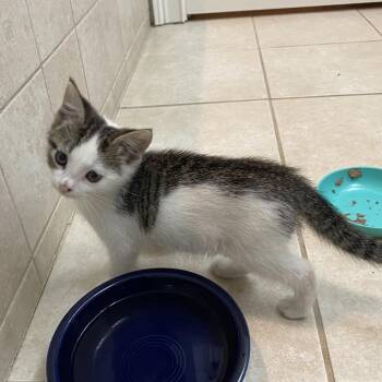 Chamomile(Cami) -  Domestic Short Hair Cat for Adoption in Murfreesboro, Tennessee - Chamomile(Cami) | PetCurious