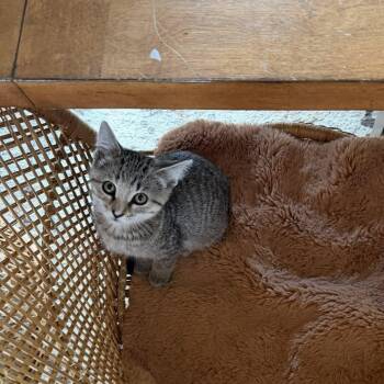 Rescue Domestic Short Hair and Tabby Cats for Adoption in Campbellsville, Kentucky - Roxie | PetCurious