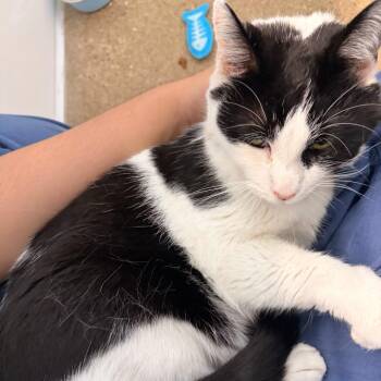 Riley (c2026) -  Domestic Short Hair Cat for Adoption in Skokie, Illinois - Riley (c2026) | PetCurious