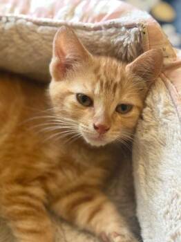 Domestic Short Hair Cats Available for Adoption - Cheddar (6441) | PetCurious