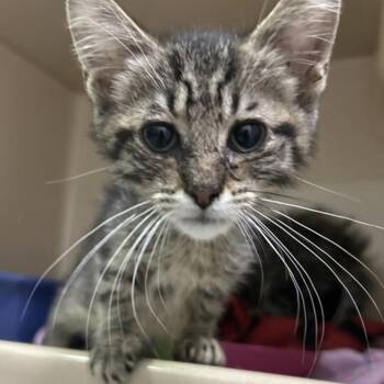Chimichanga -  Domestic Short Hair Cat for Adoption in Elyria, Ohio - Chimichanga | PetCurious