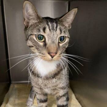 Zac -  Domestic Short Hair Cat for Adoption in Lake Havasu City, Arizona - Zac | PetCurious