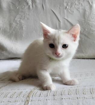 Cleopatra -  Domestic Short Hair Cat for Adoption in San Francisco, California - Cleopatra | PetCurious