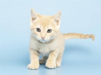 Domestic Short Hair Cats Available for Adoption in Phoenix, Arizona - DEACON | PetCurious