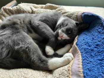 Rescue Domestic Short Hair Cats for Adoption in Mokena, Illinois - Mr Big | PetCurious