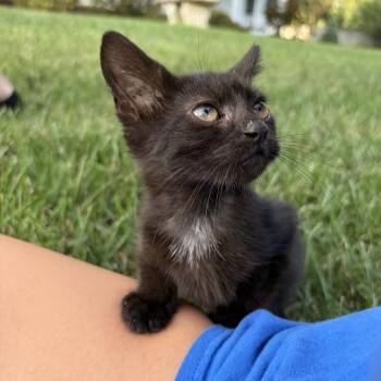 Twilight -  Domestic Short Hair Cat for Adoption in Bordentown, New Jersey - Twilight | PetCurious